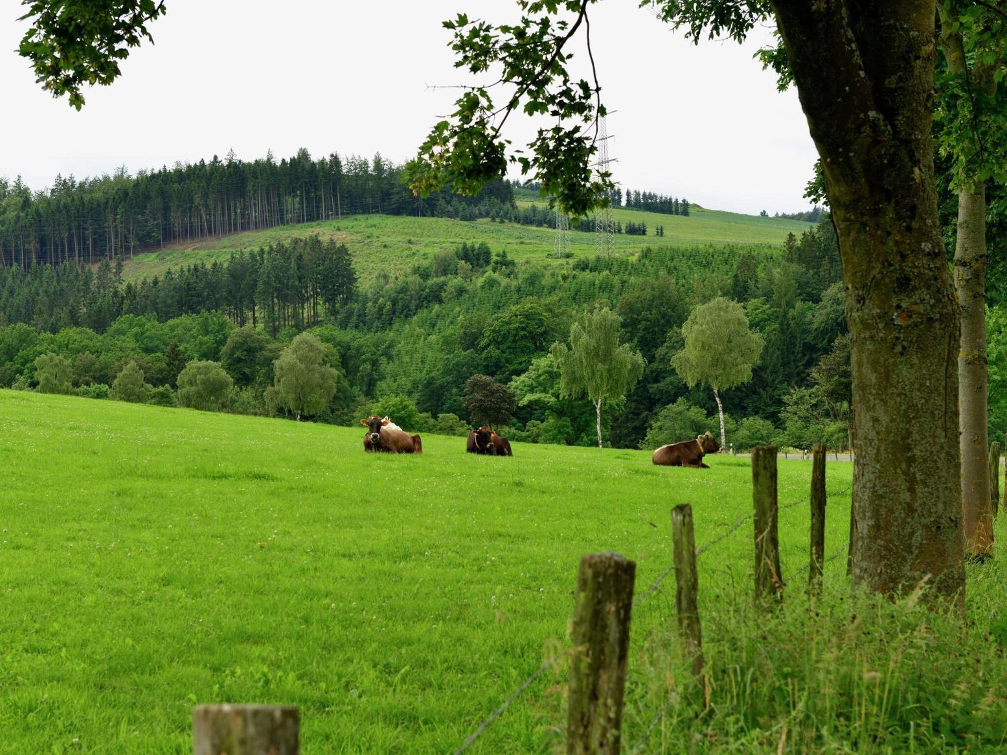 Cozy Holiday Home With Wifi In Hochsauerland Elpe Екстер'єр фото